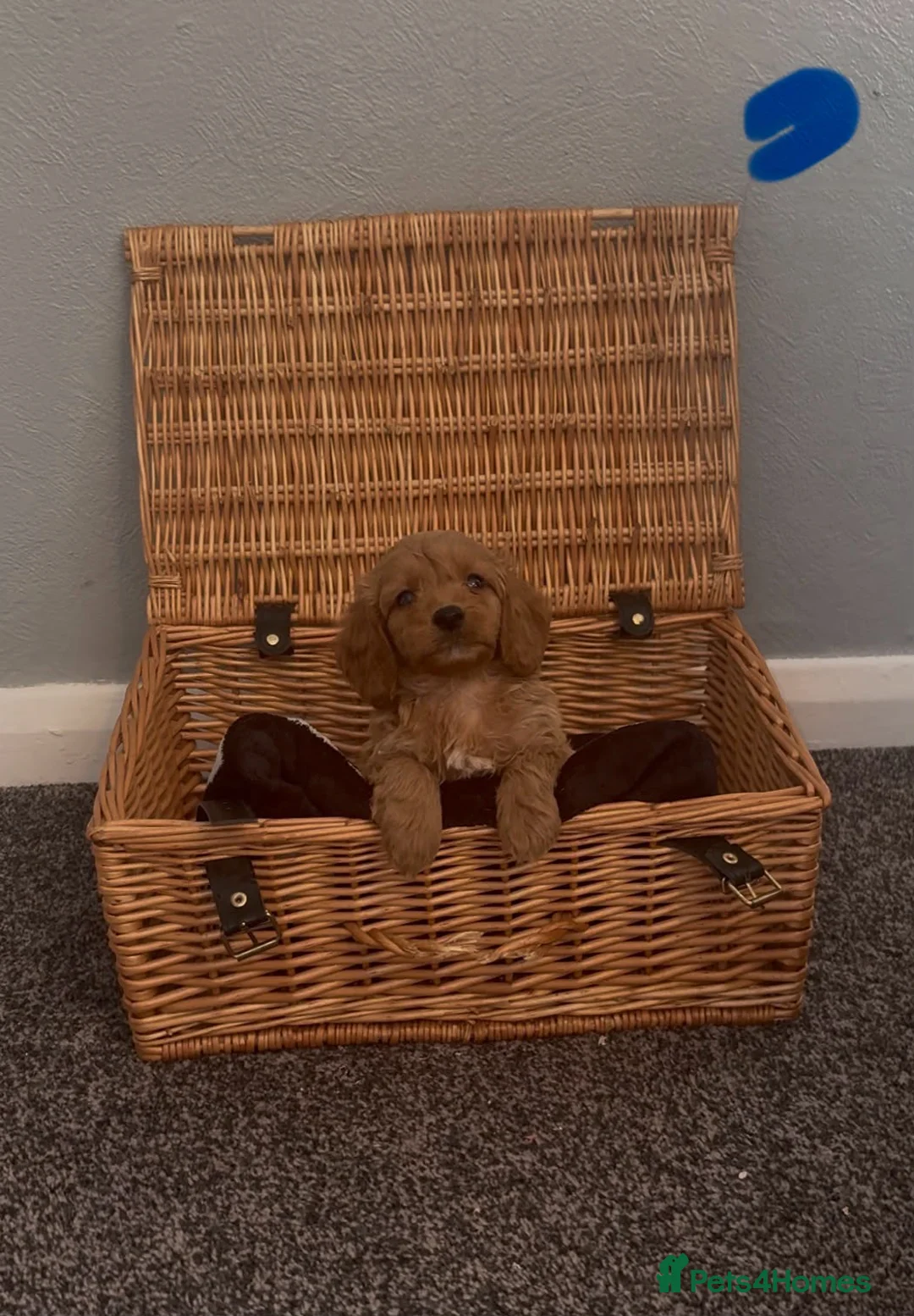 Cockapoo dogs for sale: Cockapoo in Leatherhead - Advert 8