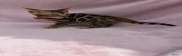 Bengal cats for sale: 🐆✨Outstanding TICA Registered Bengal cubs  ✨🐆 - Advert 31