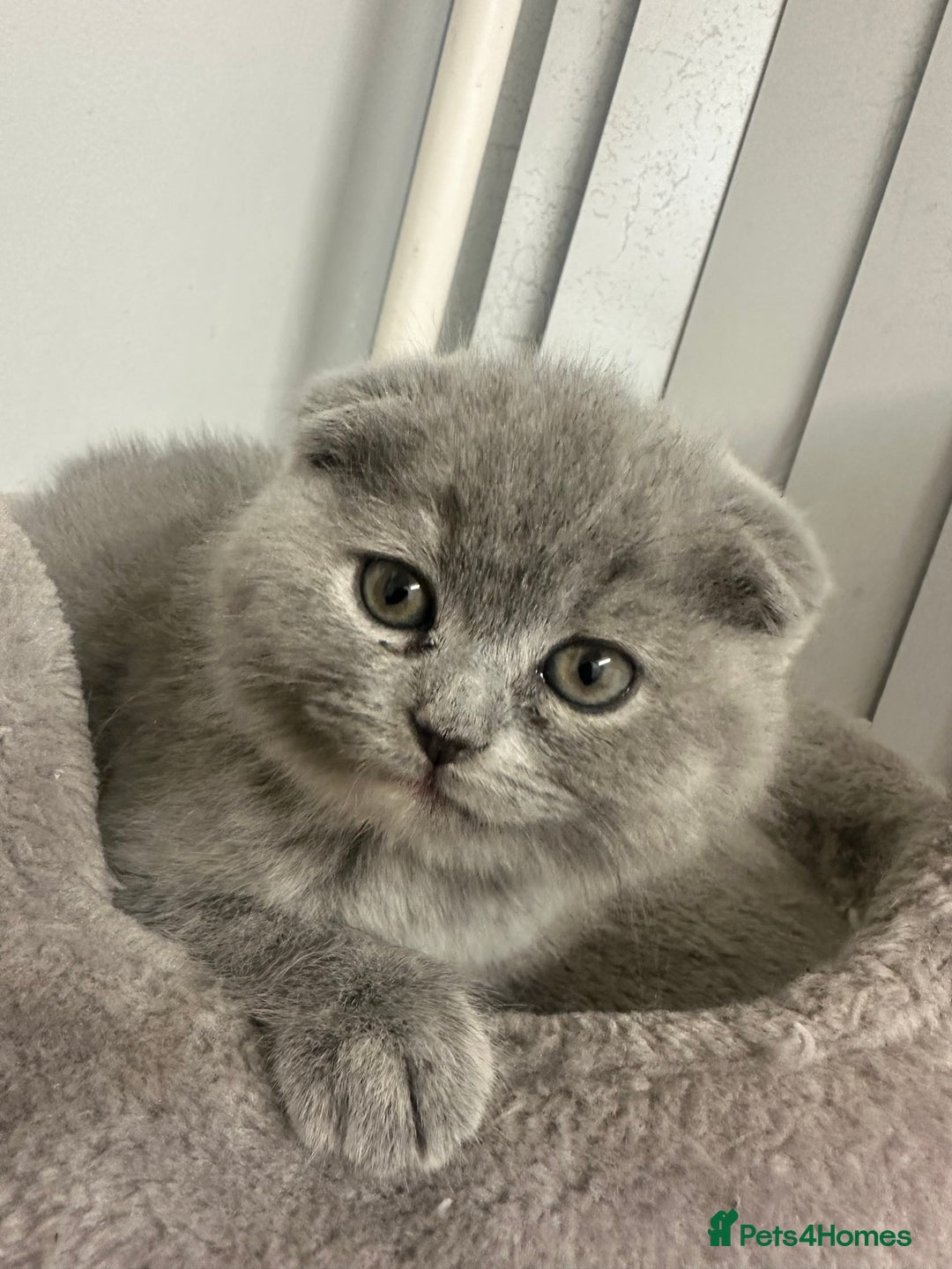 Scottish Fold cats for sale: ✨💜 Scottish Fold Girls For Sale 💜✨ - Advert 4
