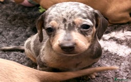 Miniature Dachshund dogs for sale: Beautiful unique babies  - Image 15