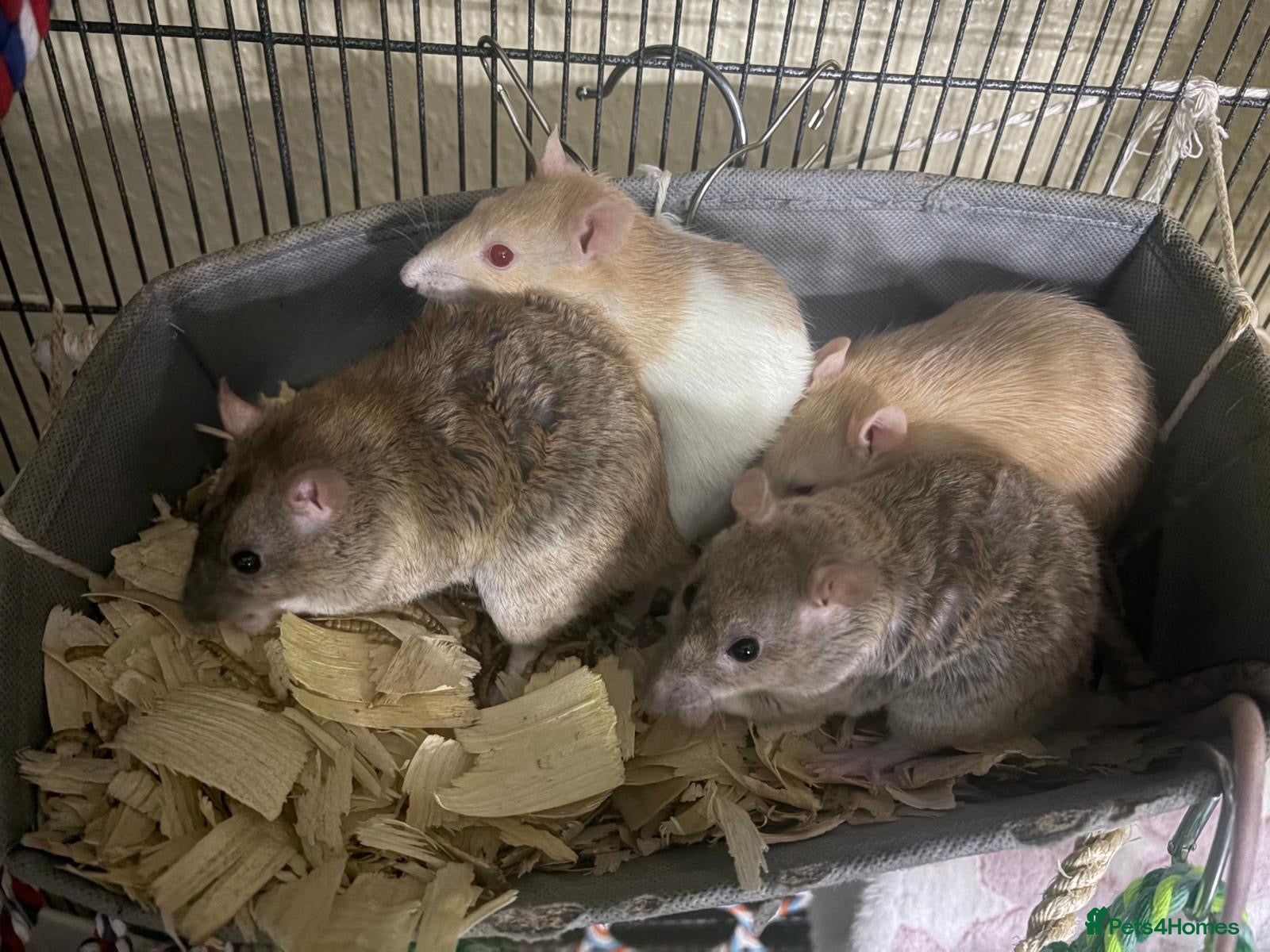 Rat rodents 4 friendly female rats, cage , accessories  - Advert 1