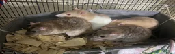 Rat rodents for sale: 4 friendly female rats, cage , accessories  - Advert 1