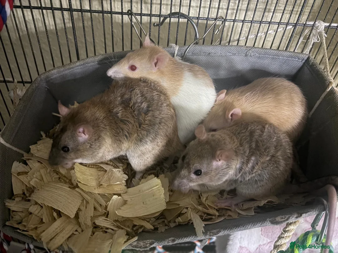Rat rodents for sale: 4 friendly female rats, cage , accessories  - Advert 1