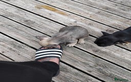 French Bulldog dogs for sale: French bulldogs puppys in Nottingham - Image 4