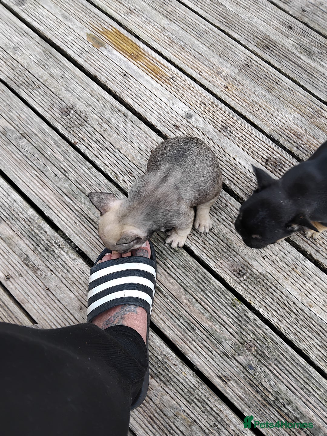 French Bulldog dogs for sale: French bulldogs puppys in Nottingham - Image 4