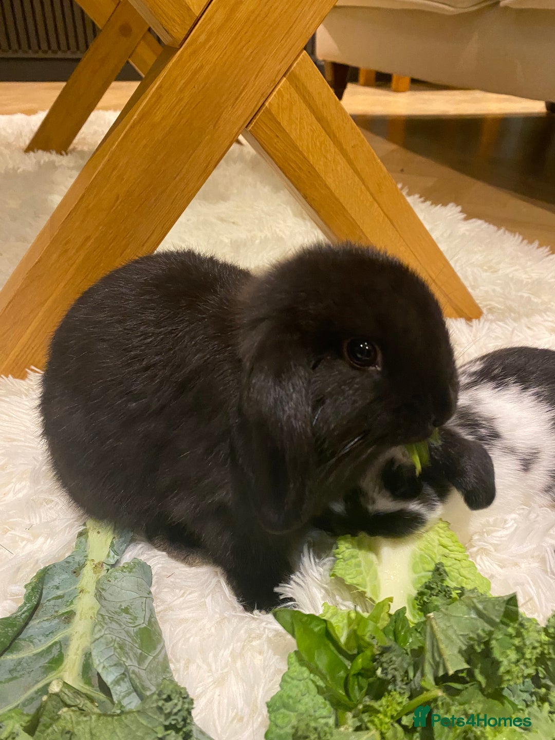 Mini Lop rabbits for sale: Two black mini lops - Image 8