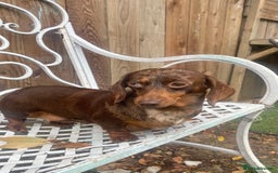 Miniature Dachshund dogs for sale: Miniature dachshund female - Image 2