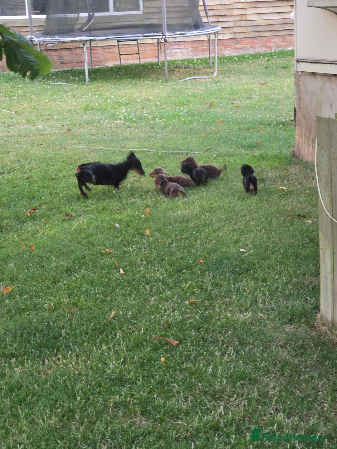 Miniature Dachshund dogs for sale: Minature dachsund puppies - Image 4