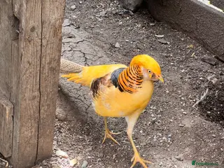 Pheasants poultry Golden pheasant - Advert 6