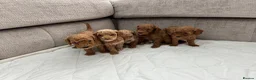 Mixed Breed dogs for sale: Poodles Pedigree -  Toy / Miniature  - Advert 5