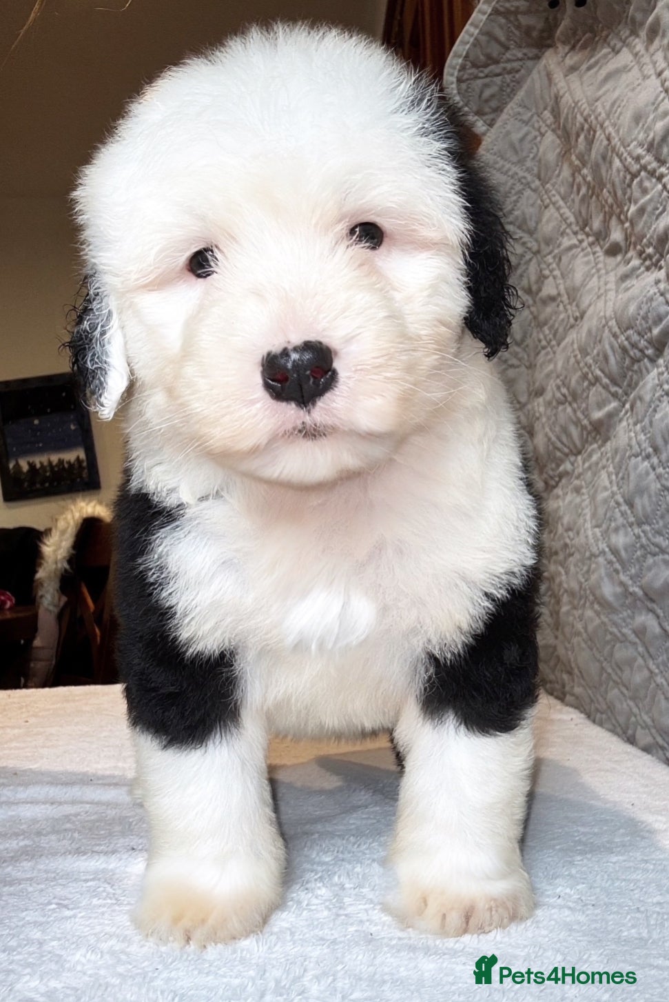 Old English Sheepdog dogs Outstanding OES top Show Lines,Exceptional Quality - Advert 1