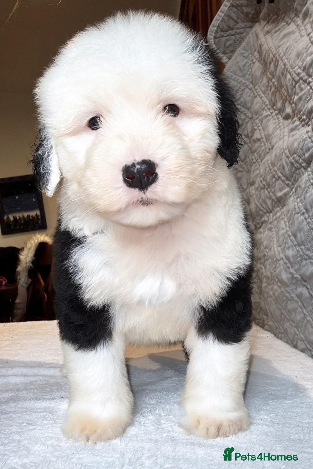 Old English Sheepdog dogs for sale: Outstanding OES top Show Lines,Exceptional Quality - Advert 1