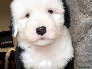 Old English Sheepdog dogs Outstanding OES top Show Lines,Exceptional Quality - Advert 1
