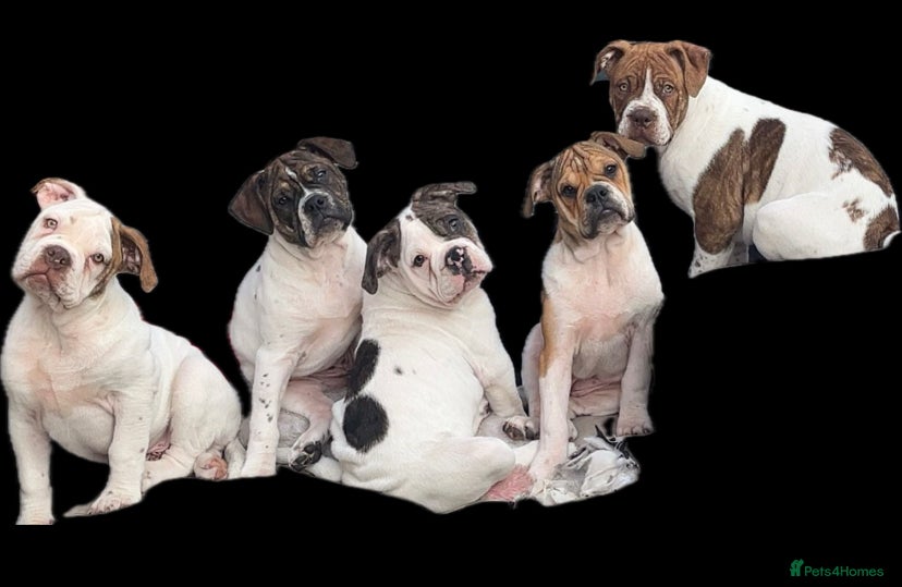 Alapaha Blue Blood Bulldog dogs 4 left absolute quality - Advert 1