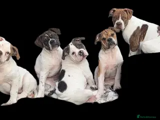 Alapaha Blue Blood Bulldog dogs 4 left absolute quality - Advert 3