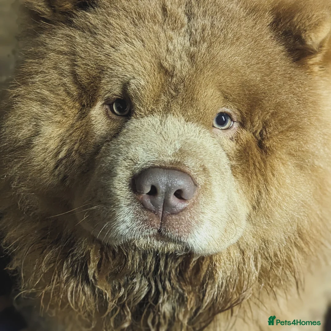 Chow Chow dogs for sale: KC Lilac male chow - champion bloodline - Advert 1