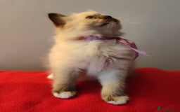 Ragdoll cats for sale: 4 beautiful ragdoll kittens for sale - Oxford - Image 3
