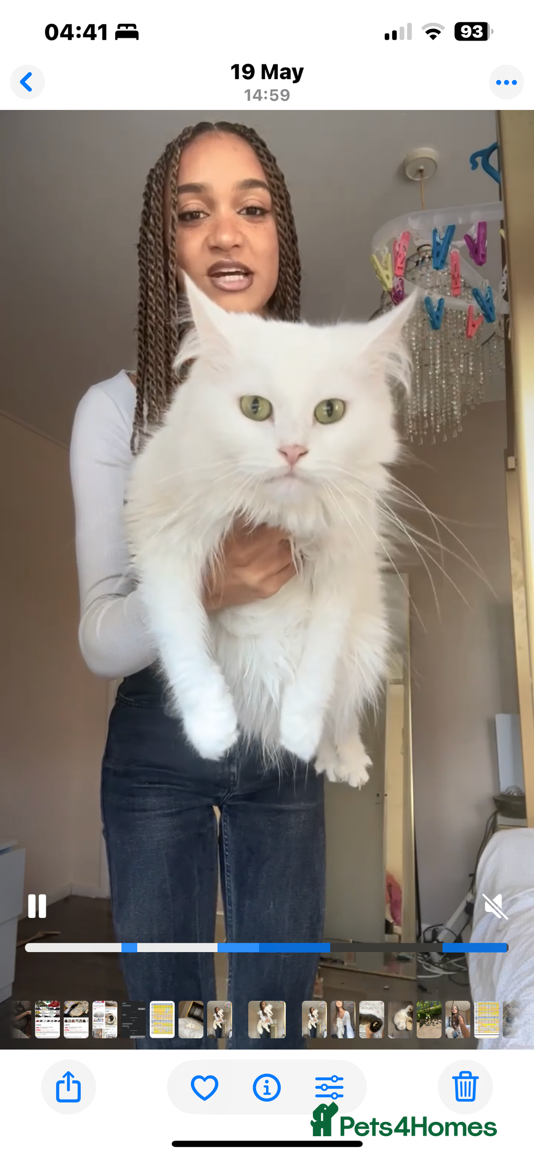 Maine Coon cats for sale: Pure bred Maine coon - Advert 5