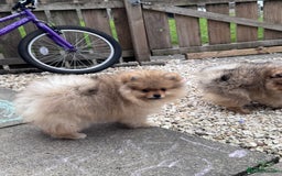 Pomeranian dogs for sale: 🏆 KC HEALTH TESTED POMERANIAN PUPPIES 🏆  - Image 33
