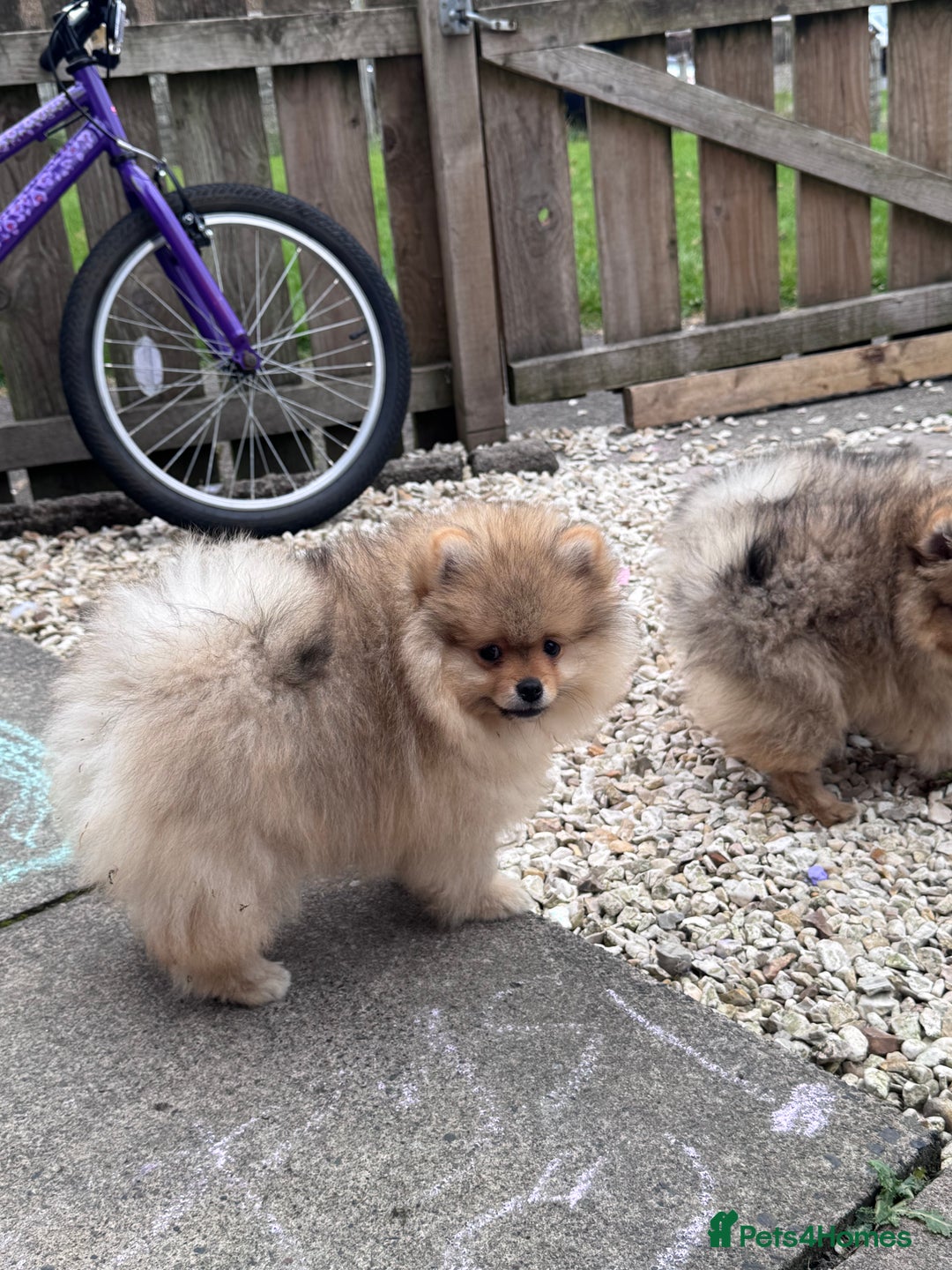 Pomeranian dogs for sale: 🏆 KC HEALTH TESTED POMERANIAN PUPPIES 🏆  - Image 33