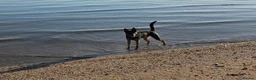 Mixed Breed dogs for sale: Hi my name is cali in Rochester - Advert 4