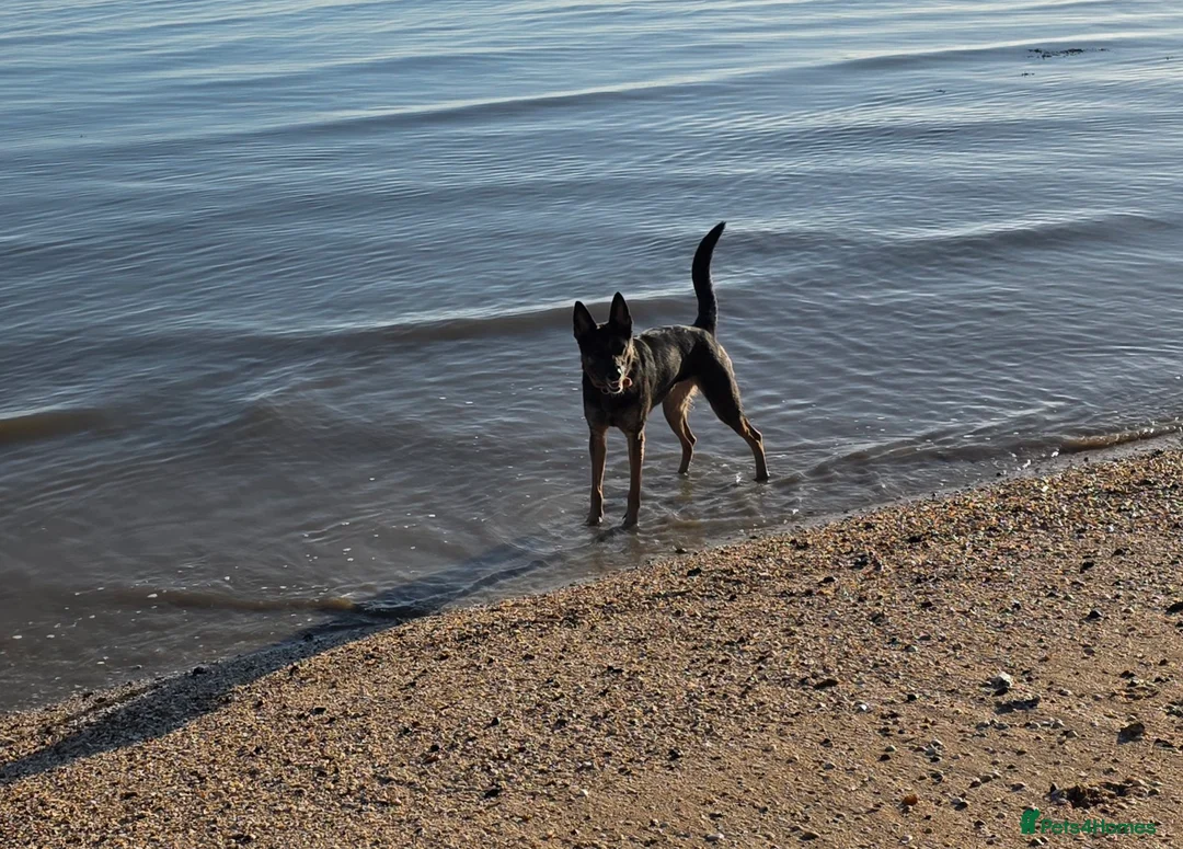 Mixed Breed dogs for sale: Hi my name is cali in Rochester - Advert 4