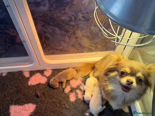 Chihuahua dogs Tiny stunning boys - Advert 1