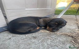 Dachshund dogs for sale: KC standard wire haired dachshund puppies (teckel) in Tiverton - Image 13