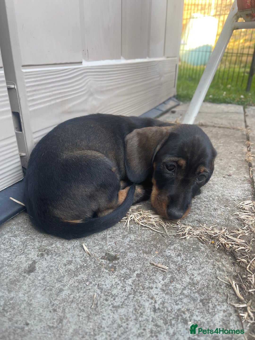 Dachshund dogs for sale: KC standard wire haired dachshund puppies (teckel) in Tiverton - Image 13