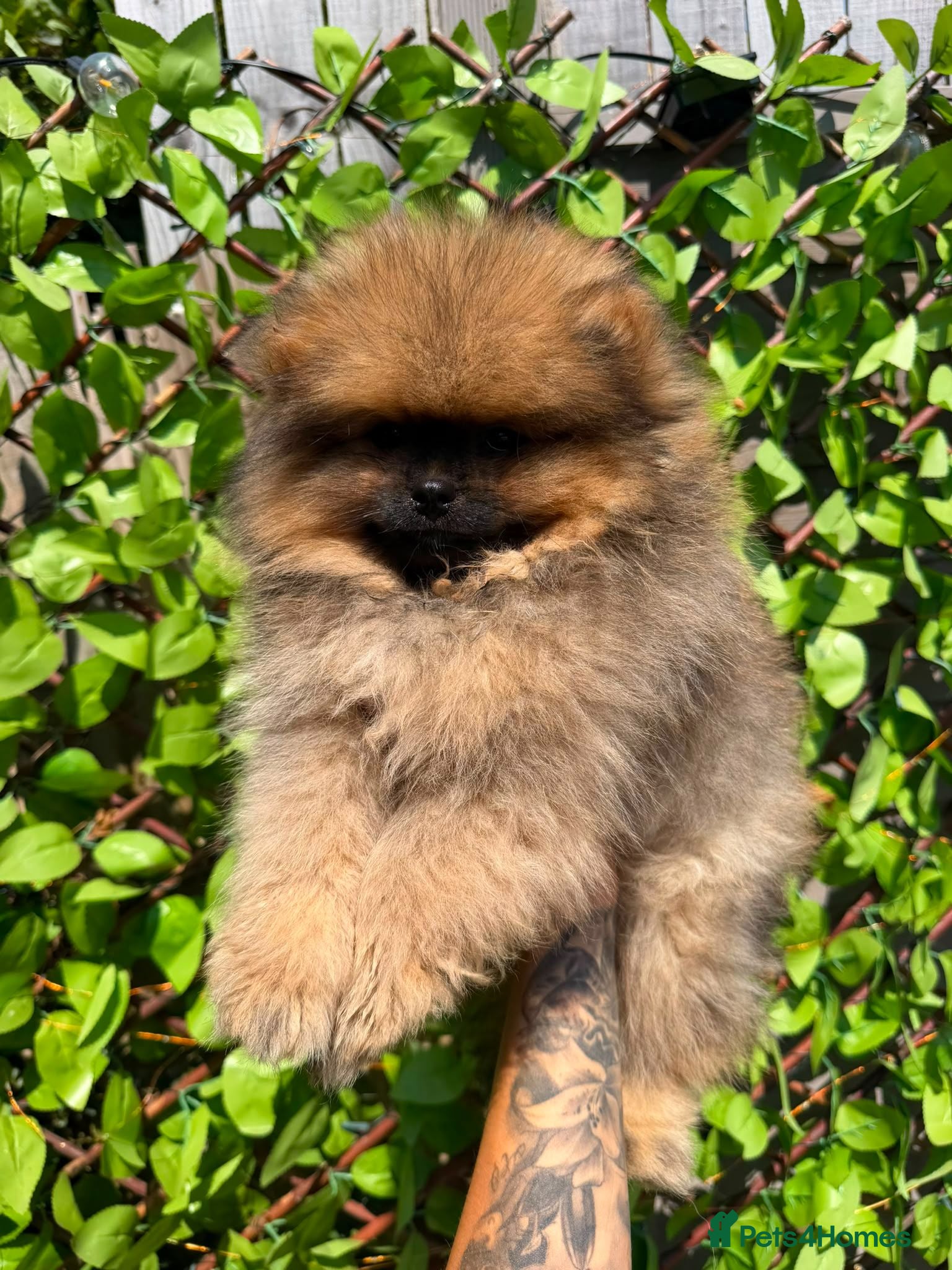 Pomeranian dogs REDUCED READY TO LEAVE - Advert 13