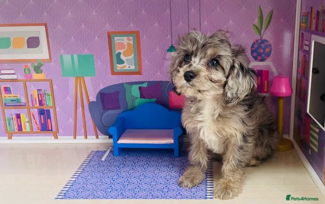 Cavapoo dogs for sale: Exceptional F1 B teddy bear cavapoo puppies  - Advert 1