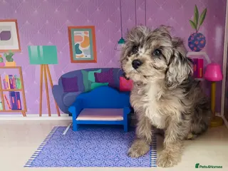 Cavapoo dogs Exceptional F1 B teddy bear cavapoo puppies - Advert 14