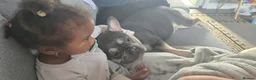 French Bulldog dogs for sale: French bulldog  - Advert 12