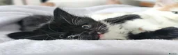 Mixed Breed cats for sale: Four Adorable Little Kittens Full of Personality - Advert 9