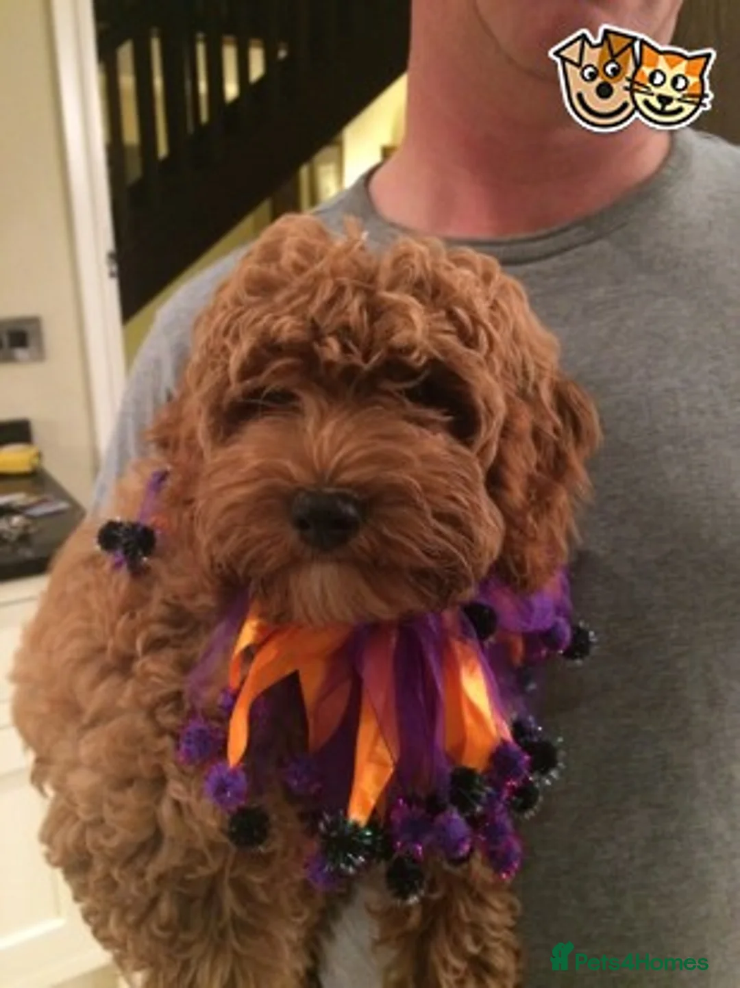 Toy Poodle dogs for stud: Fabulous Red Toy Poodle at Stud . in Driffield - Advert 5