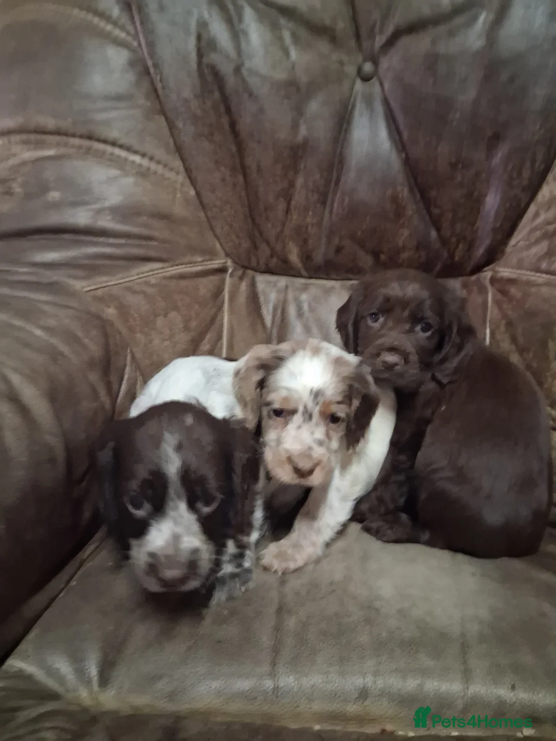 Cocker Spaniel dogs for sale: Cocker spaniel puppies - Advert 8