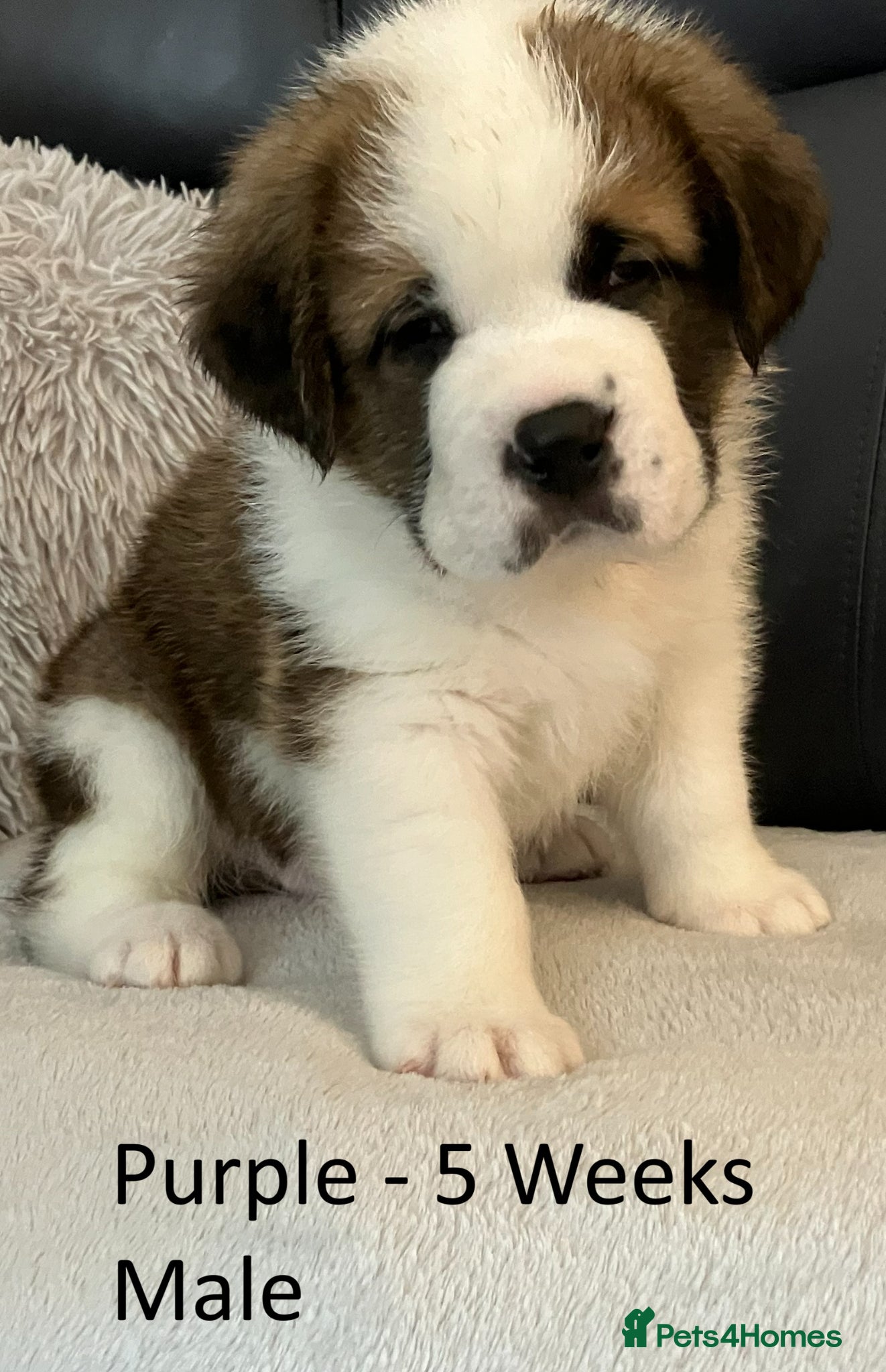 Saint Bernard dogs KC Registered Saint Bernard Pups - Advert 10