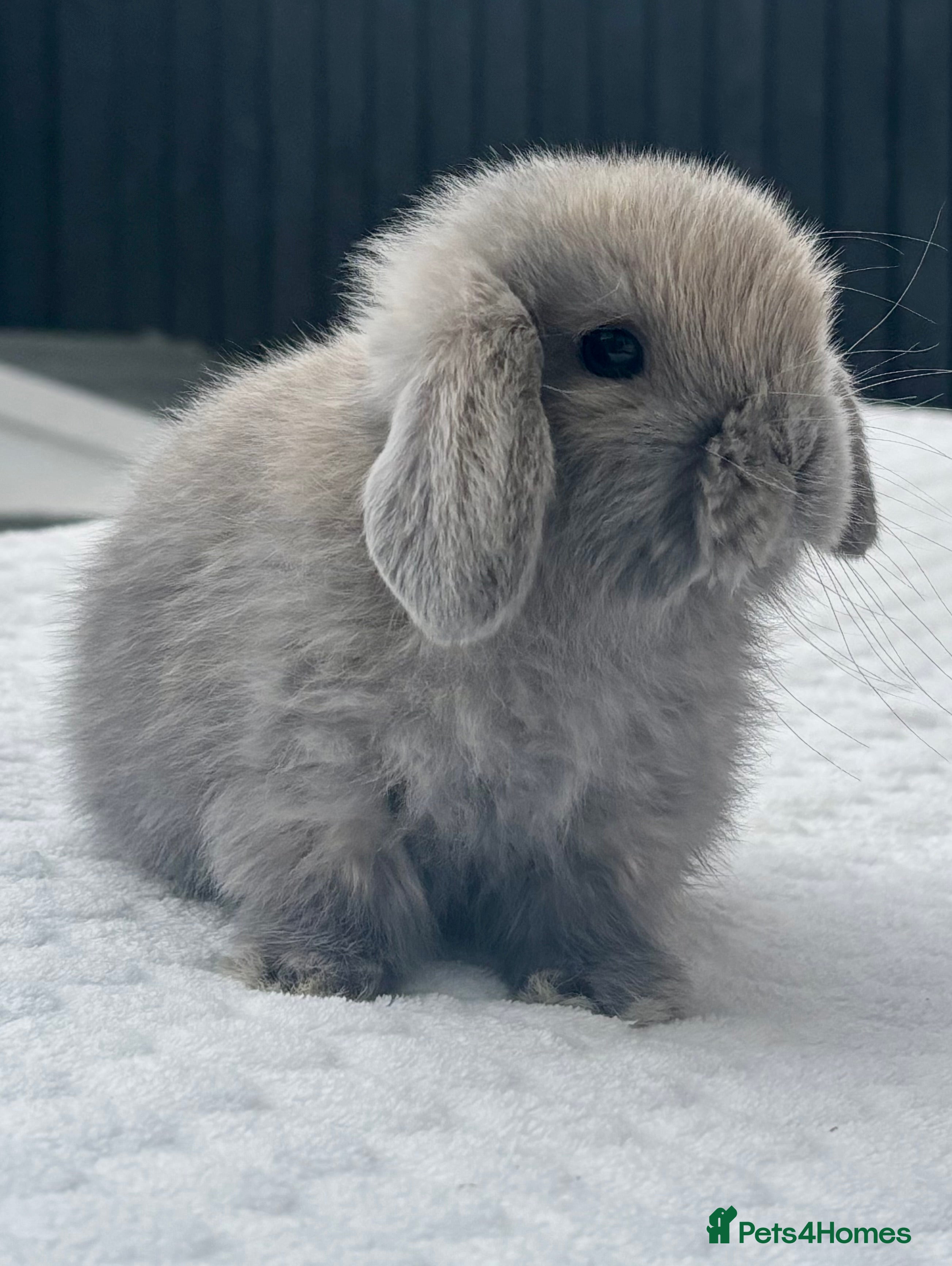 Mini Lop rabbits Beautiful Pure Bred Baby Mini Lops - Advert 2