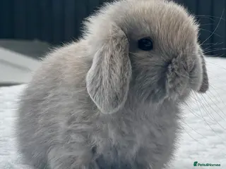 Mini Lop rabbits Beautiful Pure Bred Baby Mini Lops - Advert 2