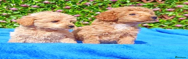 Toy Poodle Puppy 3
