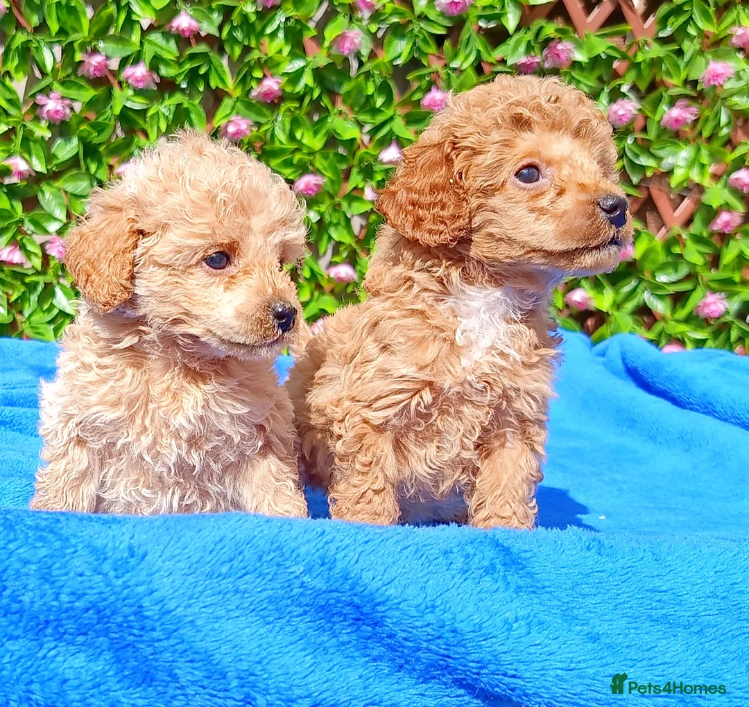 Toy Poodle dogs for sale: READY NOW HEALTH TESTED TOY POODLES KC REG  - Advert 19