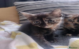 Mixed Breed cats for sale: Kittens  - Image 8