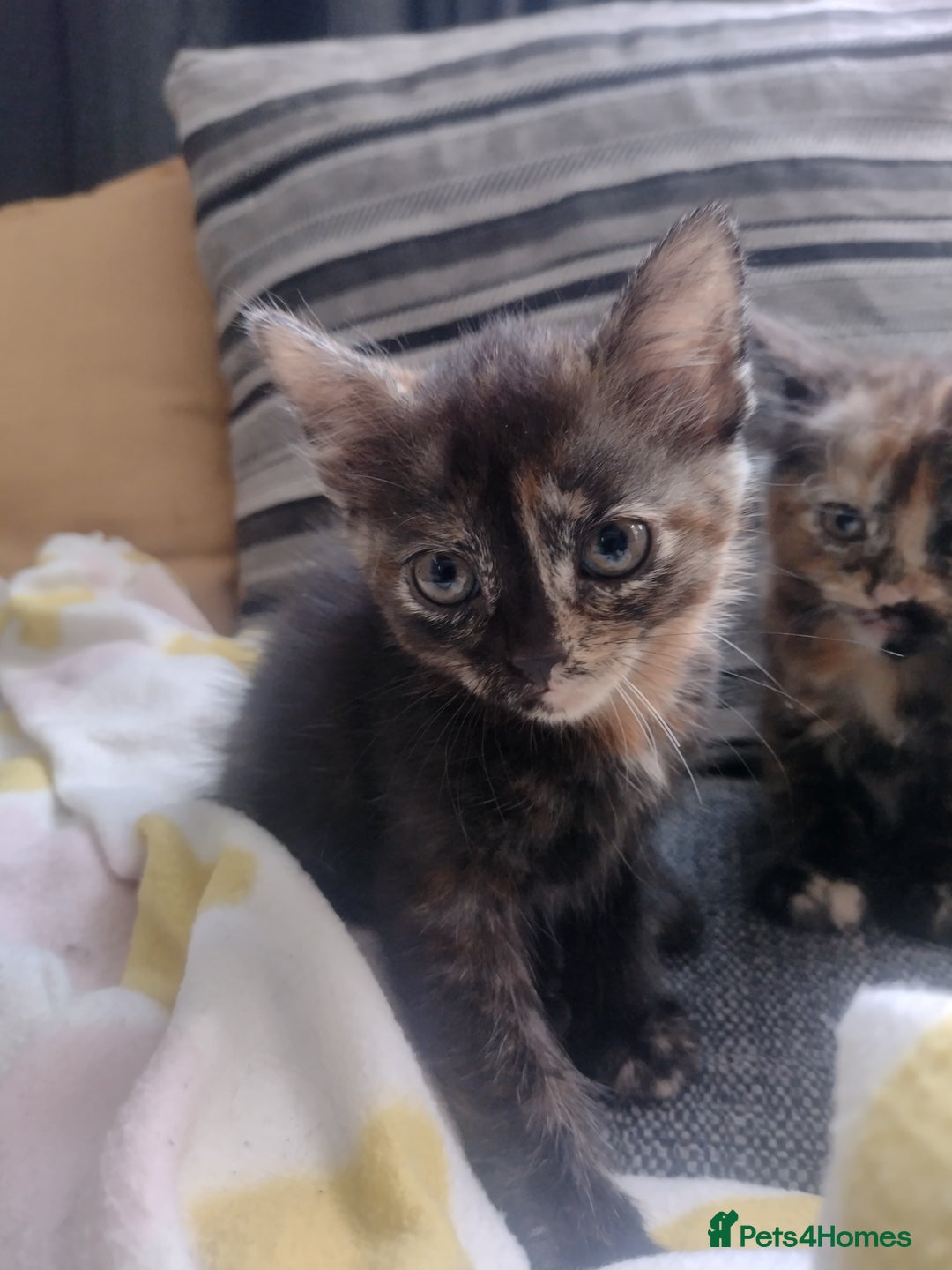 Mixed Breed cats for sale: Kittens  - Image 8