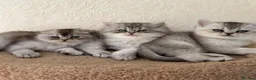 Scottish Fold cats for sale: Adorable Scottish Fold Kittens  - Advert 9
