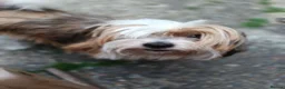 Mixed Breed dogs for sale: Arlo 5yr old shih zhu X jack russell - Advert 1
