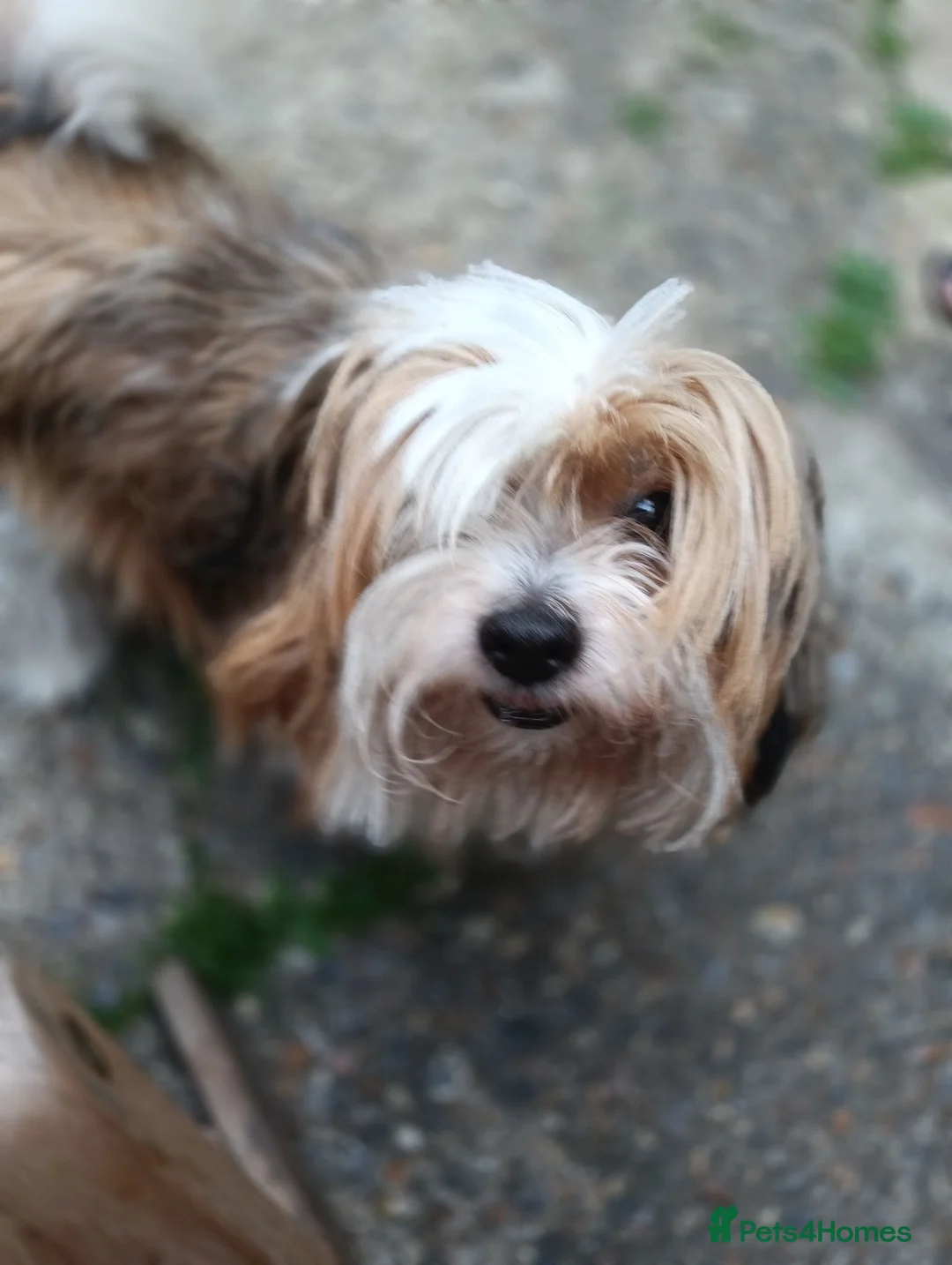 Mixed Breed dogs for sale: Arlo 5yr old shih zhu X jack russell - Advert 1
