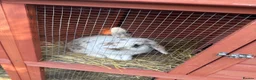 Mixed Breed rabbits for sale: Male rabbit & hutch in Wisbech - Advert 2
