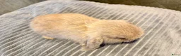 Mini Lop rabbits for sale: Pure Mini Lop Rabbits - Advert 5