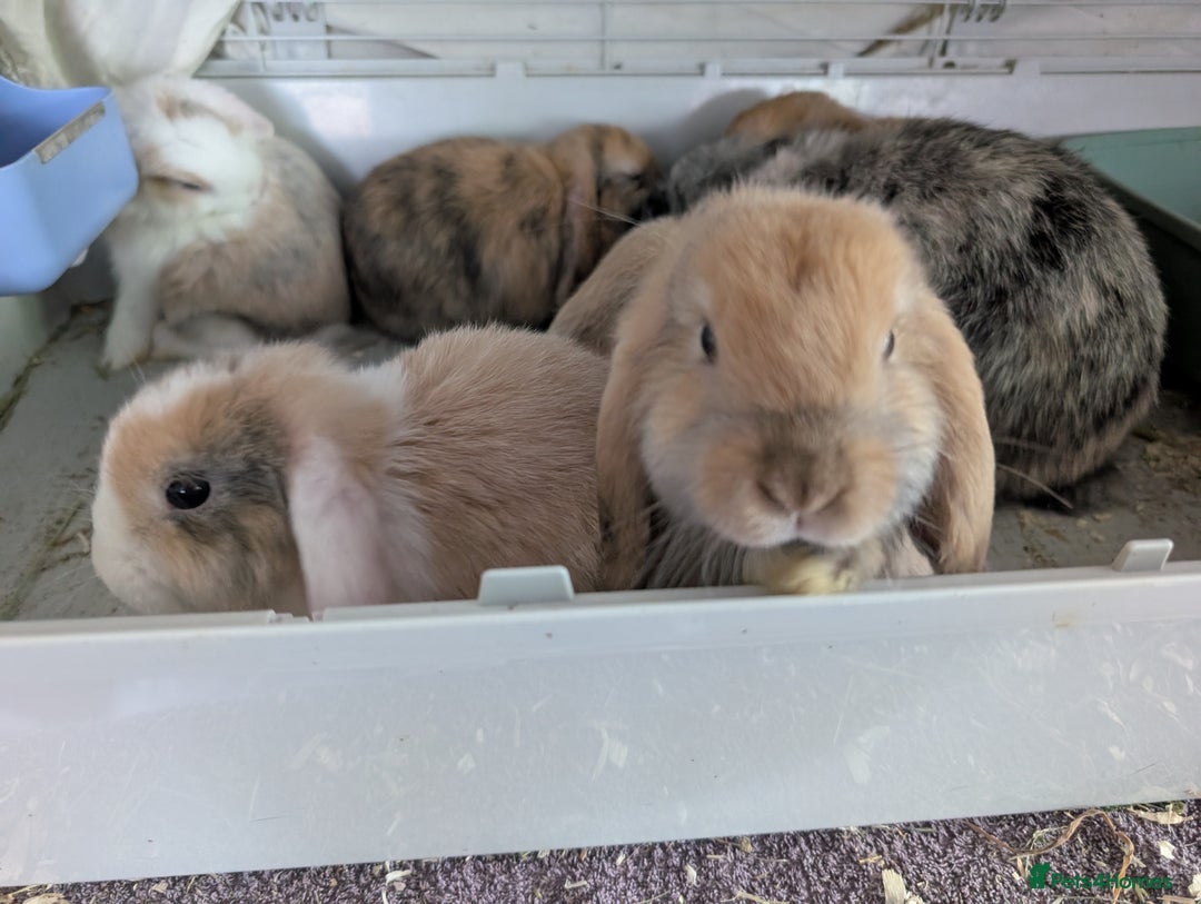 Mini Lop rabbits for sale: Beautiful mini lop babies ready for new homes - Image 7