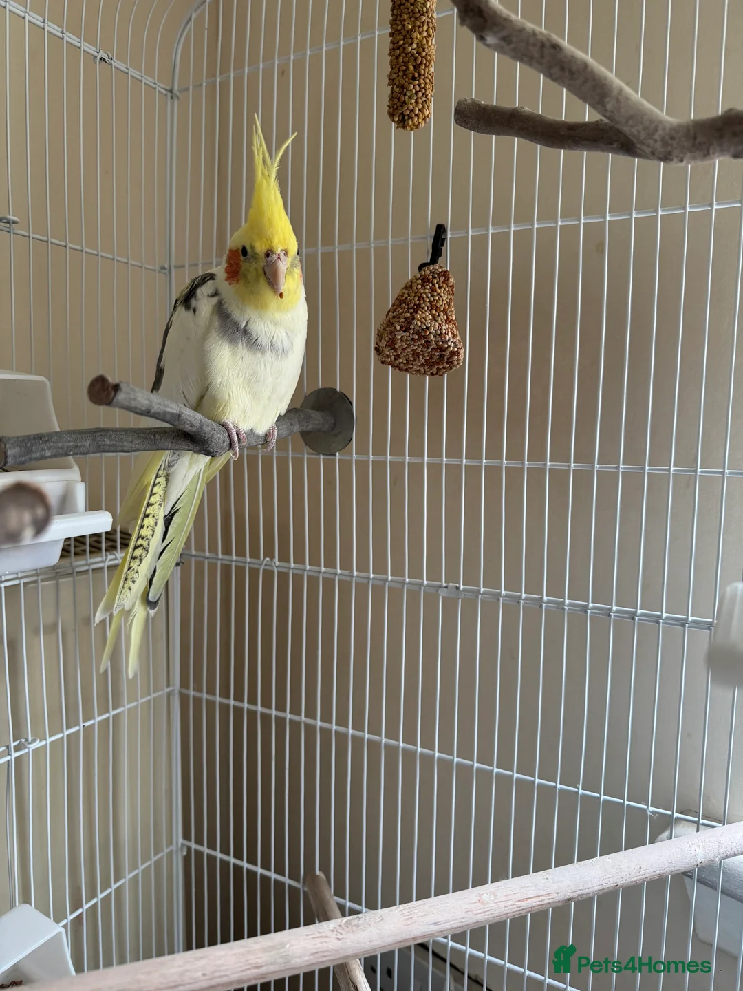 Cockatiels birds for sale: Male cockatiel - Advert 6